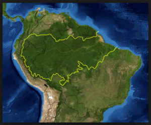 Monsanto groups up with World Wildlife Fund to change Amazon into Big GMO plantation amazon rainforest3