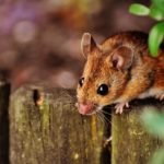 3 Easy Ways to Rid Your Home/Workplace of Rodents
