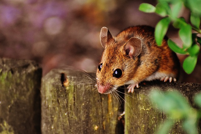 3 Easy Ways to Rid Your Home/Workplace of Rodents