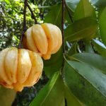 Enjoy Better Health with Garcinia Cambogia Garcinia Cambogia